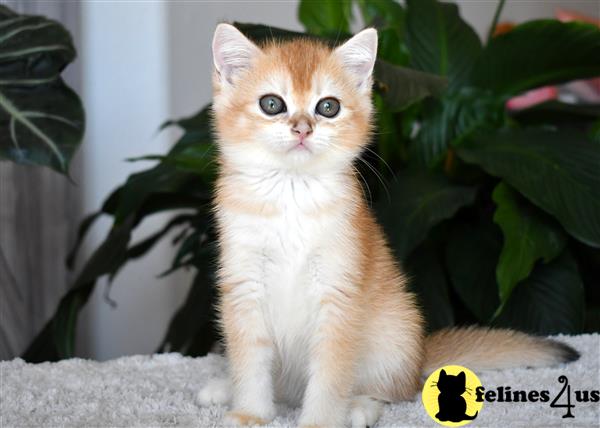 thechubbyfacedcat Picture 1